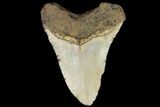 Fossil Megalodon Tooth - North Carolina #124903-2